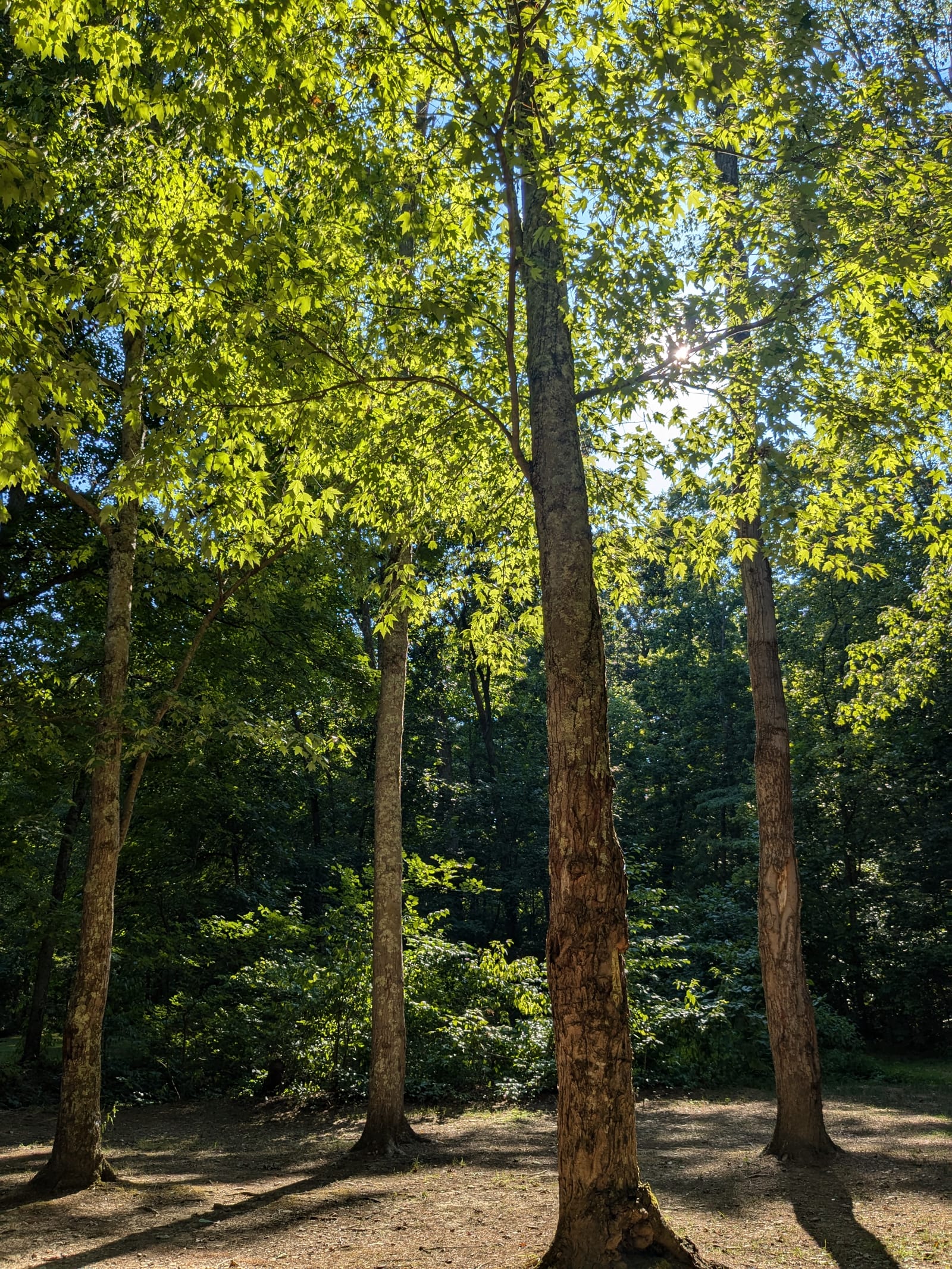 Perfect Trees for Hammocks