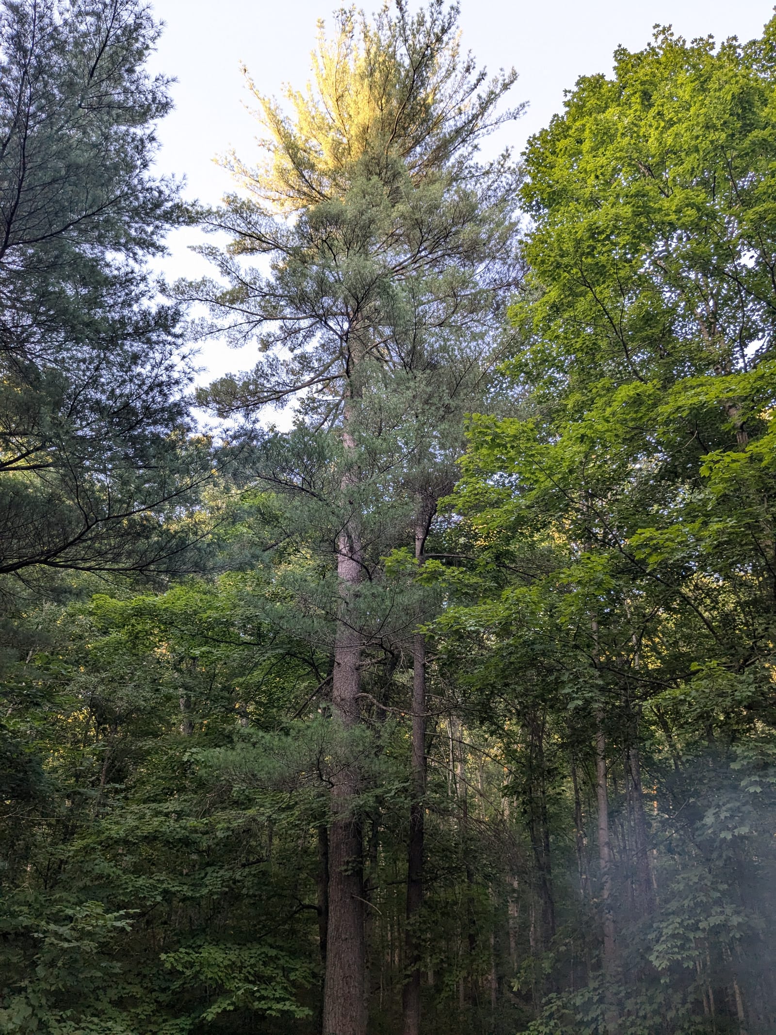 Sunlit Tree Tops
